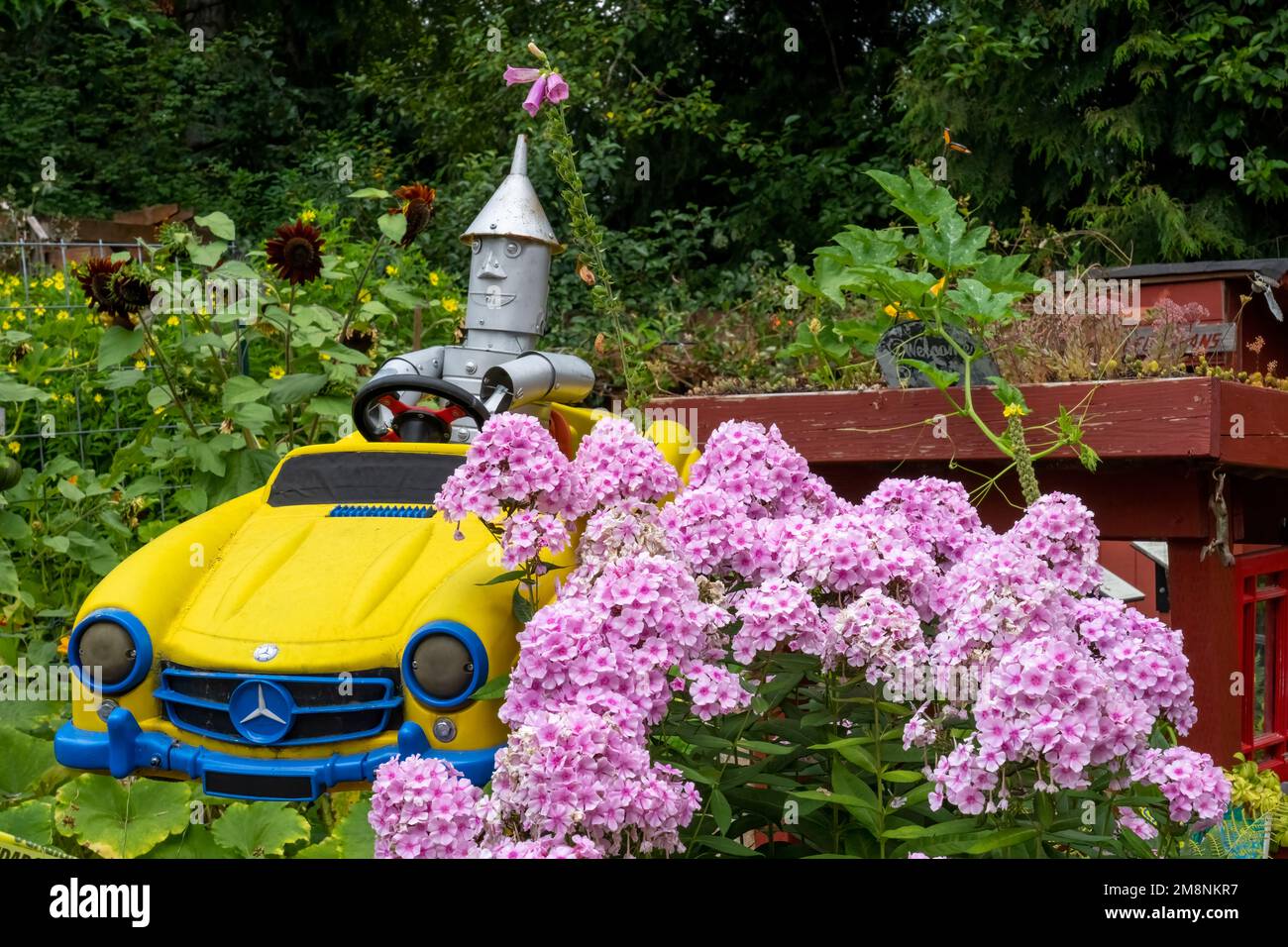 Bellevue, Washington, USA.  Humorous 'Tin Man' driving a toy metal car next to Phlox 'Bright Eyes' shrub in the children's garden in the Bellevue Demo Stock Photo