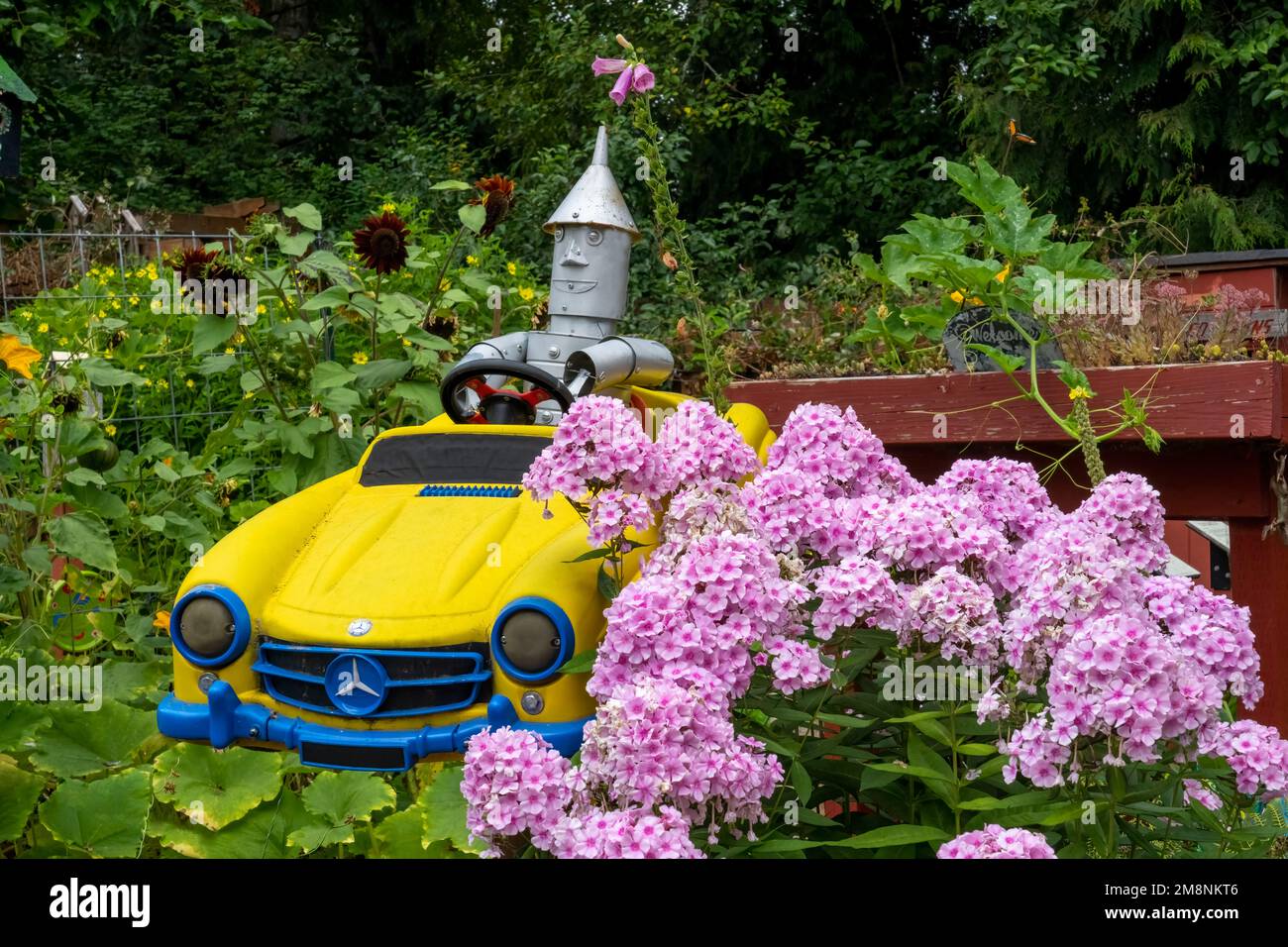 Bellevue, Washington, USA.  Humorous 'Tin Man' driving a toy metal car next to Phlox 'Bright Eyes' shrub in the children's garden in the Bellevue Demo Stock Photo