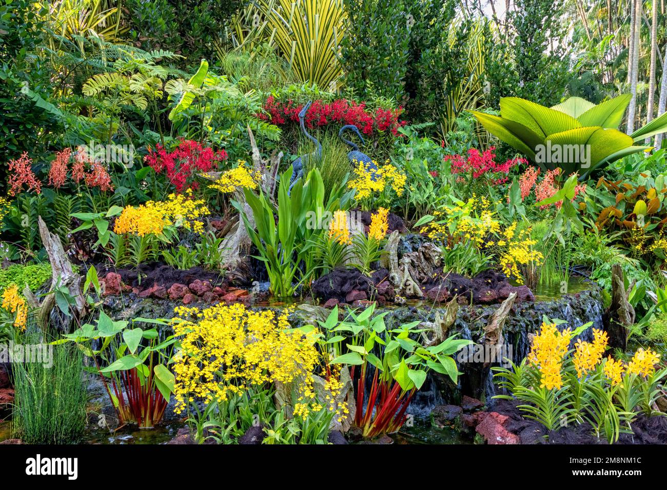 Orchid display, Botanical Gardens, Singapore Stock Photo