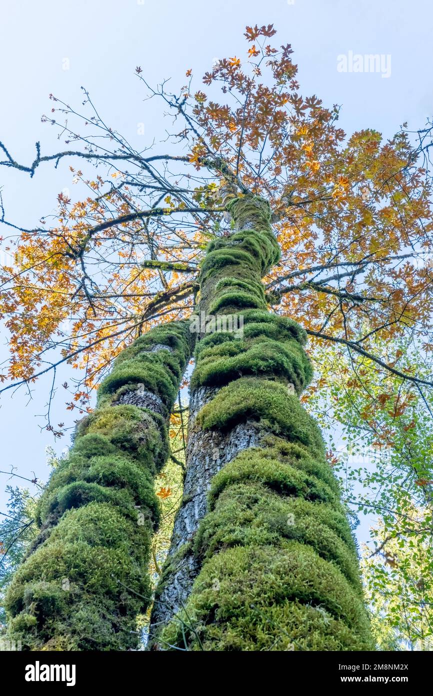 Mirrormont County Park, Issaquah, Washington, USA.  Looking upward on a moss-covered trunk of a Big-Leaf Maple tree in Autumn. Stock Photo