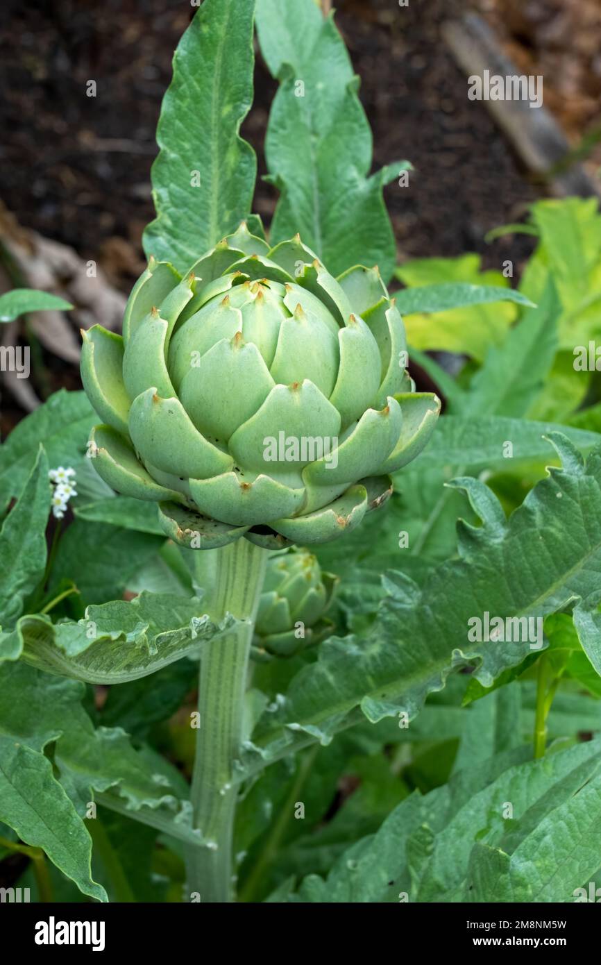 Bellevue, Washington, USA.   The budding Globe artichoke flower-head is a cluster of many budding small flowers together with many bracts, on an edibl Stock Photo