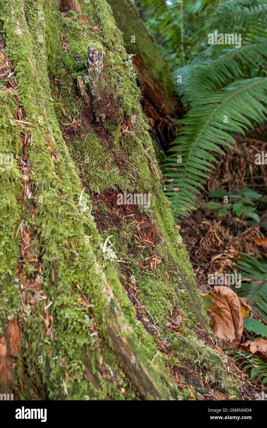 Mirrormont County Park, Issaquah, Washington, USA.   Moss-covered stump with Western Swordfern in the background in Autumn. Stock Photo