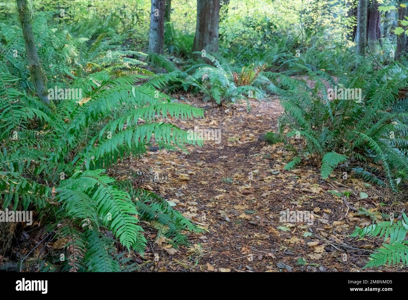 Mirrormont County Park, Issaquah, Washington, USA.  Park path surrounded by Western Swordferns. Stock Photo