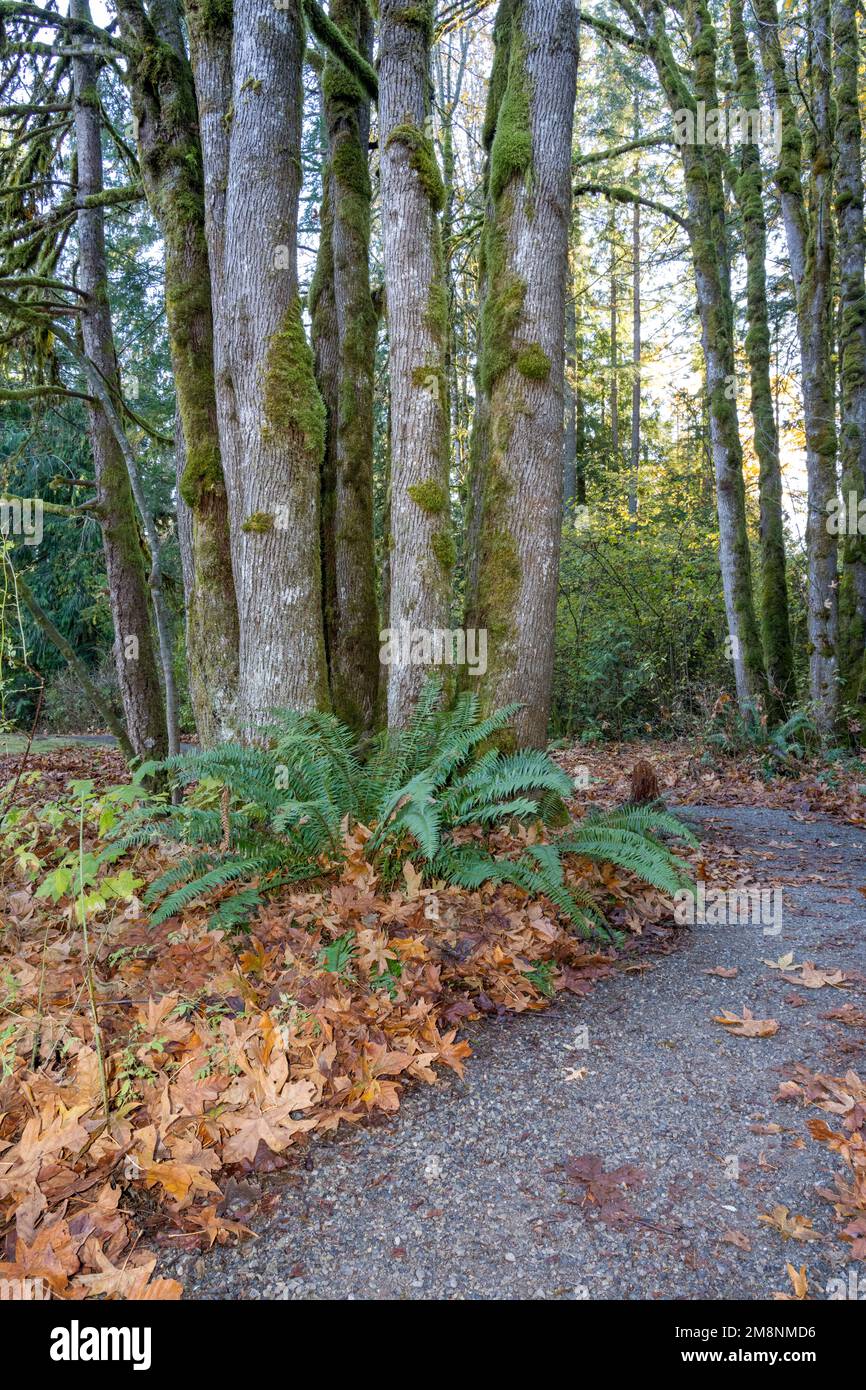 Mirrormont County Park, Issaquah, Washington, USA.   Park path in Autumn beside Western Swordfern and moss-covered Douglas Fir tree trunks. Stock Photo