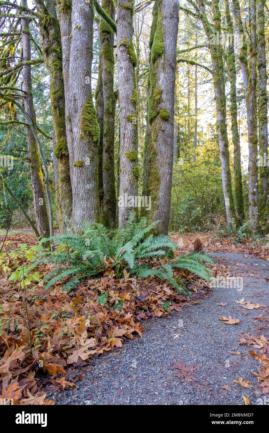 Mirrormont County Park, Issaquah, Washington, USA.   Park path in Autumn beside Western Swordfern and moss-covered Douglas Fir tree trunks. Stock Photo