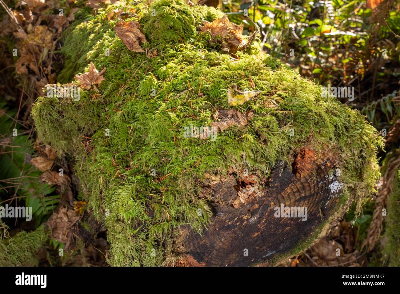 May Valley County Park, Issaquah, Washington, USA.  Moss-covered log showing tree rings. Stock Photo