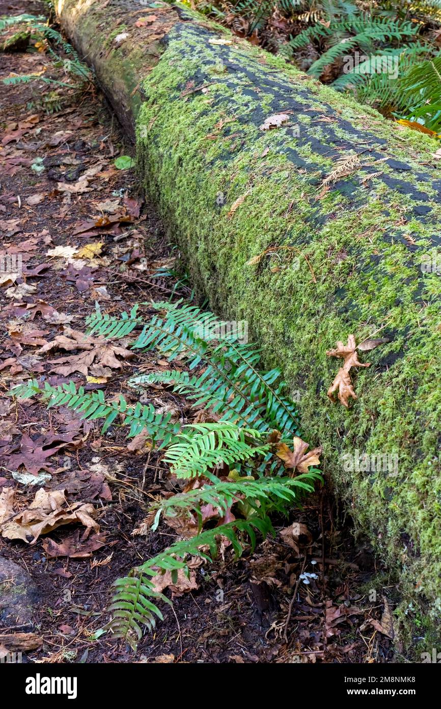 May Valley County Park, Issaquah, Washington, USA.  Moss-covered log with Western Swordfern. Stock Photo