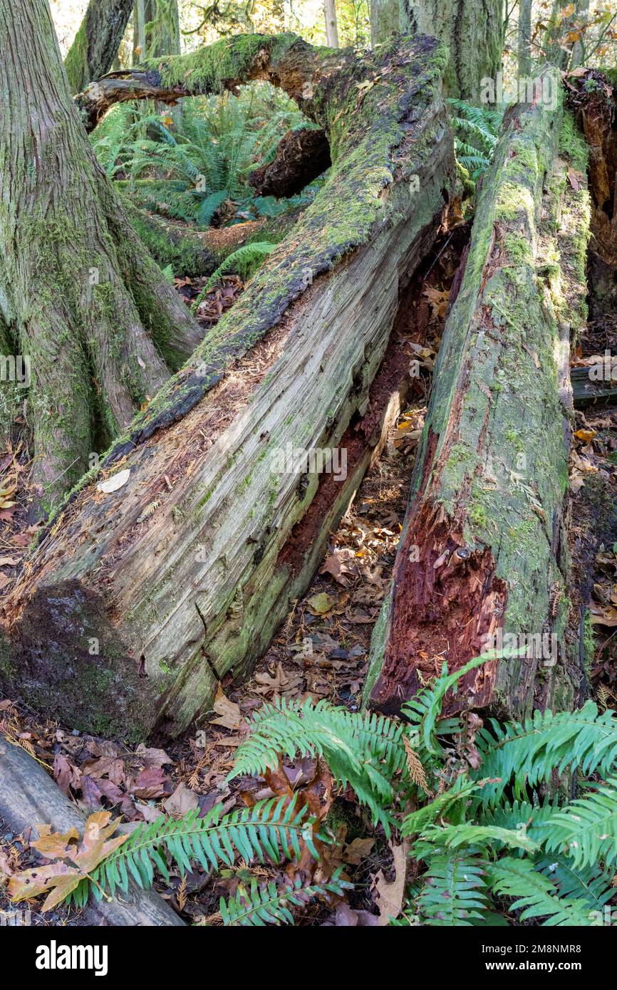 May Valley County Park, Issaquah, Washington, USA.  Split fallen moss-covered tree and Western Swordfern on forest floor. Stock Photo