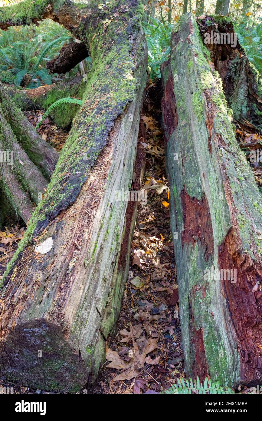 May Valley County Park, Issaquah, Washington, USA. Split fallen moss ...