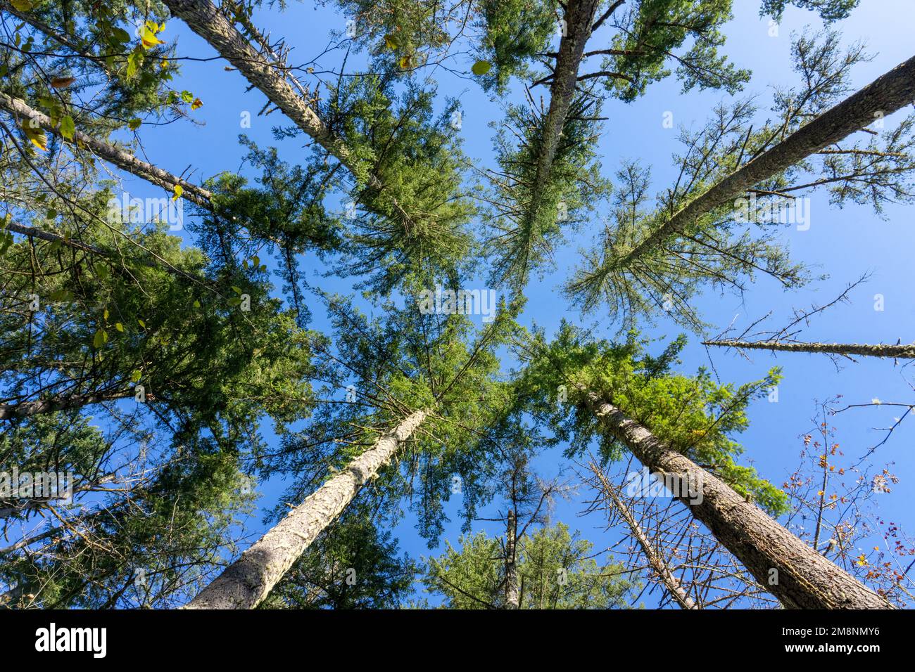 May Valley County Park, Issaquah, Washington, USA.  Looking up at Douglas Fir trees. Stock Photo