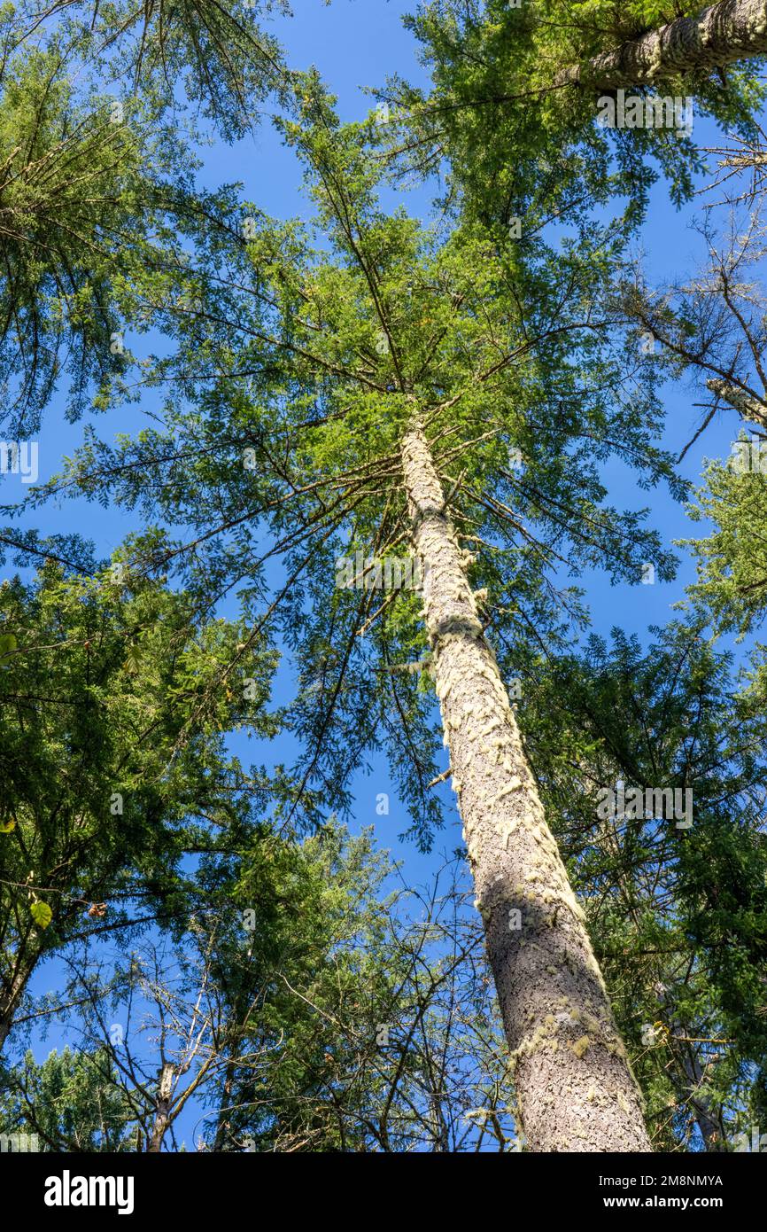 May Valley County Park, Issaquah, Washington, USA.  Looking up at Douglas Fir trees. Stock Photo