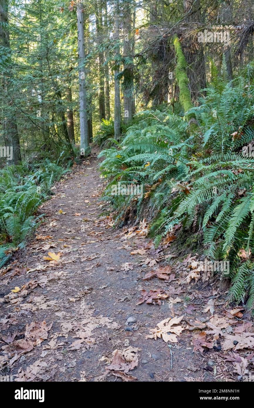 May Valley County Park, Issaquah, Washington, USA.  Western Swordfern by park path. Stock Photo