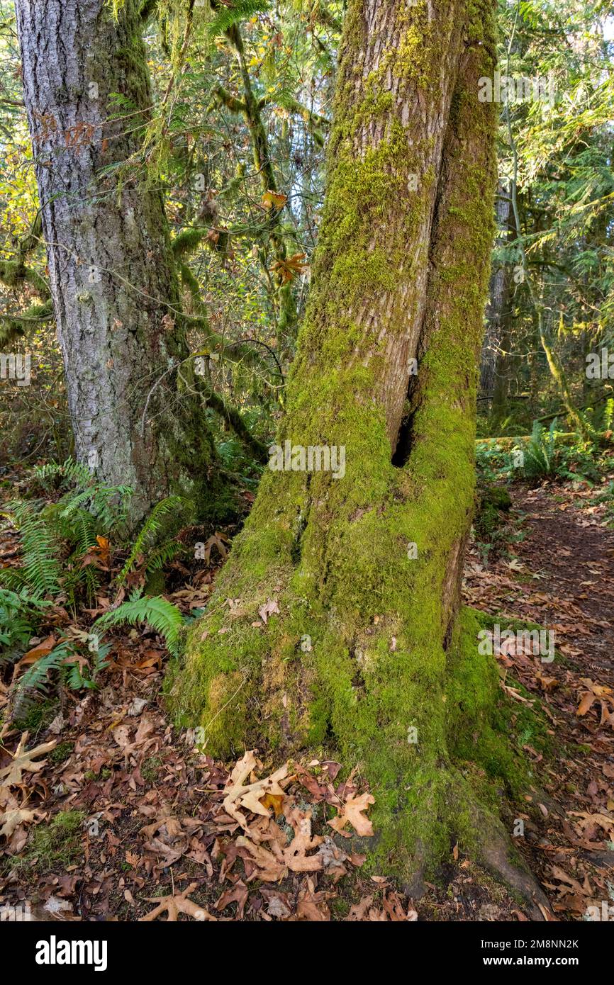 May Valley County Park, Issaquah, Washington, USA.  Moss on split tree trunk, beside Western Swordfern. Stock Photo
