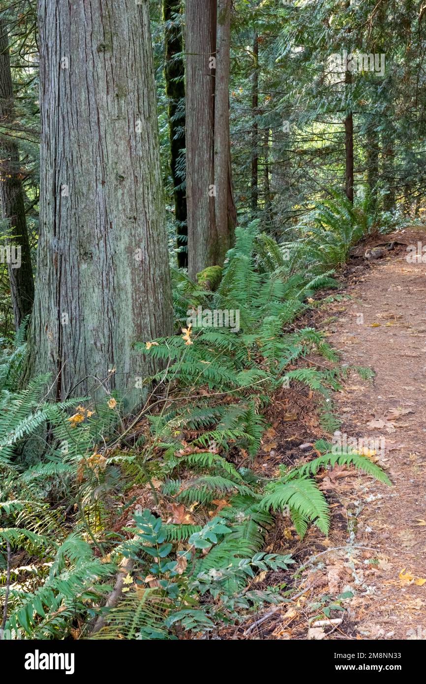 May Valley County Park, Issaquah, Washington, USA.  Western Swordfern by Western RedCedar trees along park path. Stock Photo