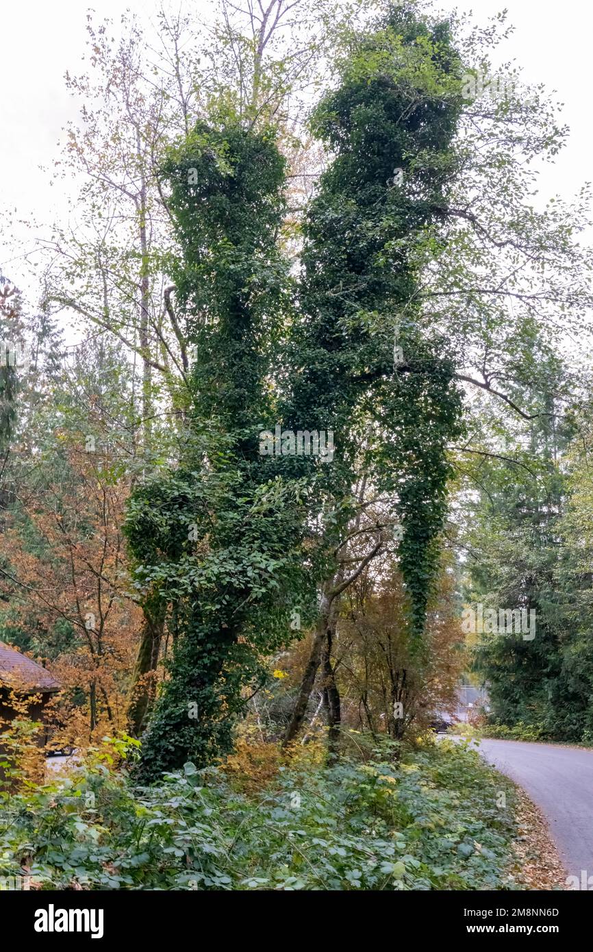 Issaquah, Washington, USA.   A tree totally covering the tree with invasive English Ivy, causing the tree to lean.  Below it are invasive species Hima Stock Photo