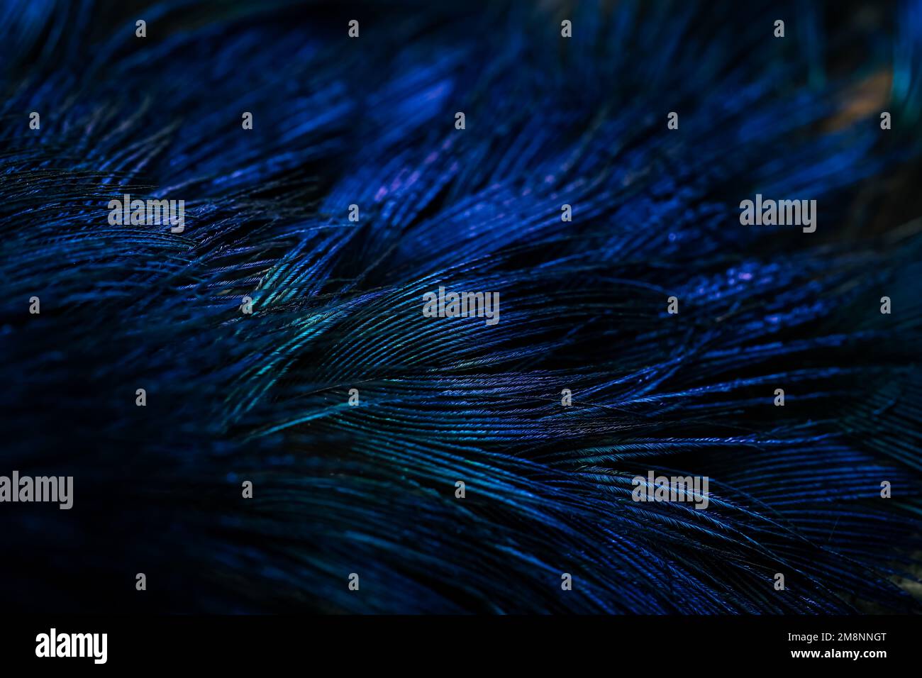 Feather. Peacock feather. Closeup of peafowl feather. blue feathers. Stock Photo