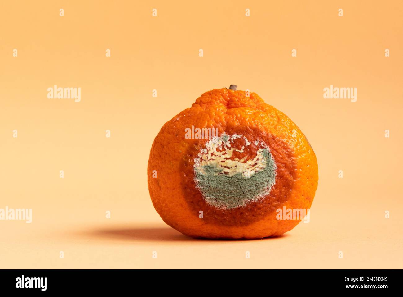 Moldy orange. Rottan moldy fruit. Mould, mildew covered foods. Concept