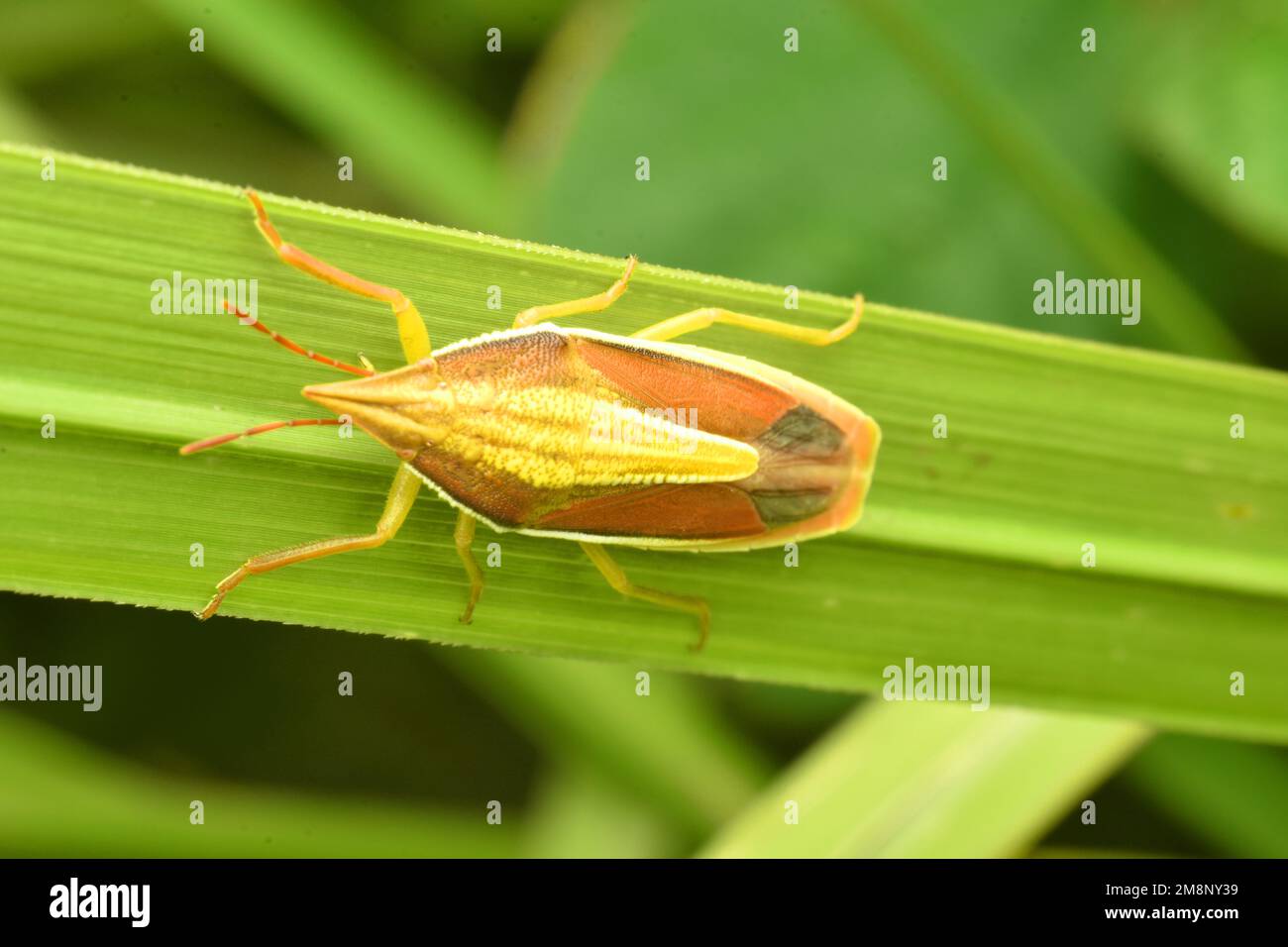 Yellow and brown shield bug crawling on green grass. Megarrhampus hastatus. Macro. Java, Indonesia. Stock Photo
