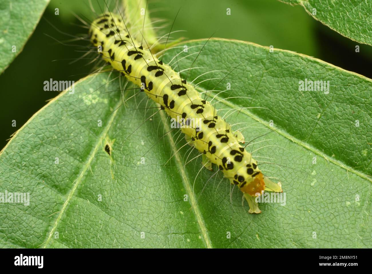 Yellow caterpillar wit black spot resting on leaf Stock Photo Alamy