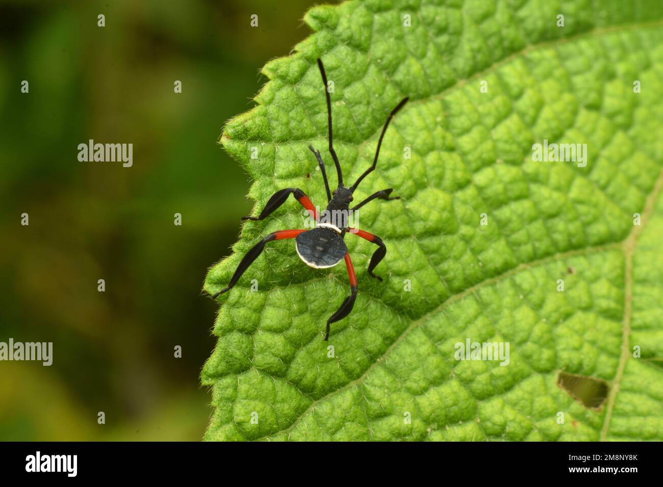 An assassin bug nymph crawling on leaf. Stock Photo