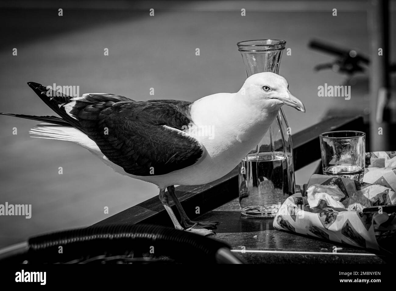 Close up of seagull perching on table at restaurant Stock Photo