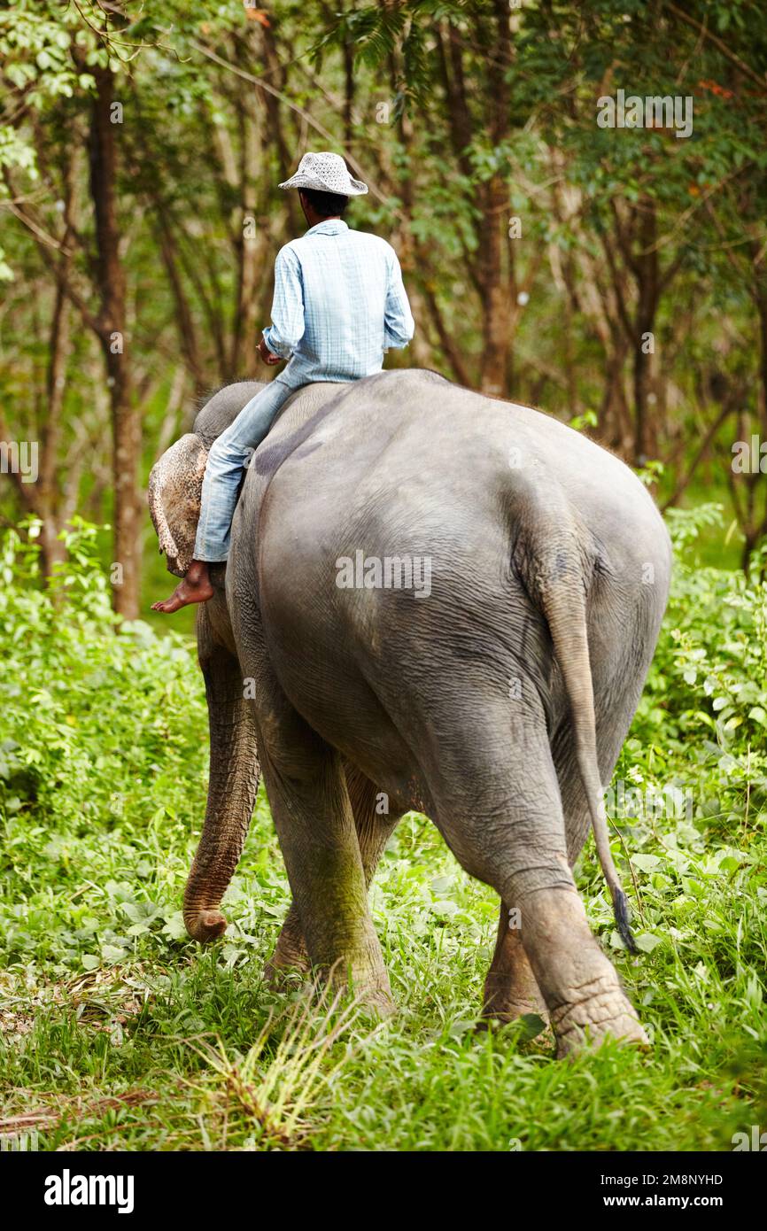 The bond between man and animal. Rearview of a Thai trainer riding an elephant. Stock Photo