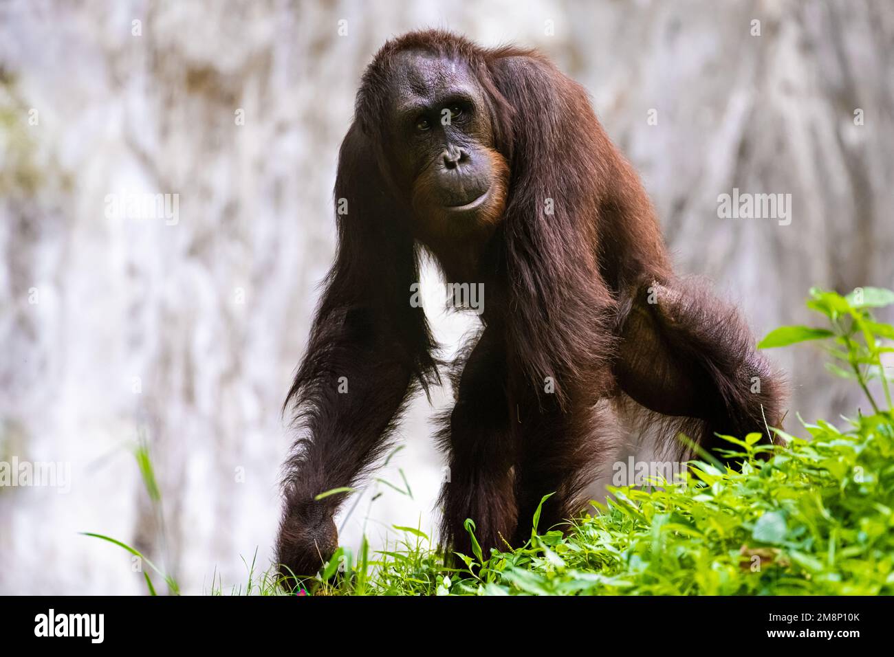 Knuckle walking orangutan at Zoo Atlanta near downtown Atlanta, Georgia. (USA) Stock Photo