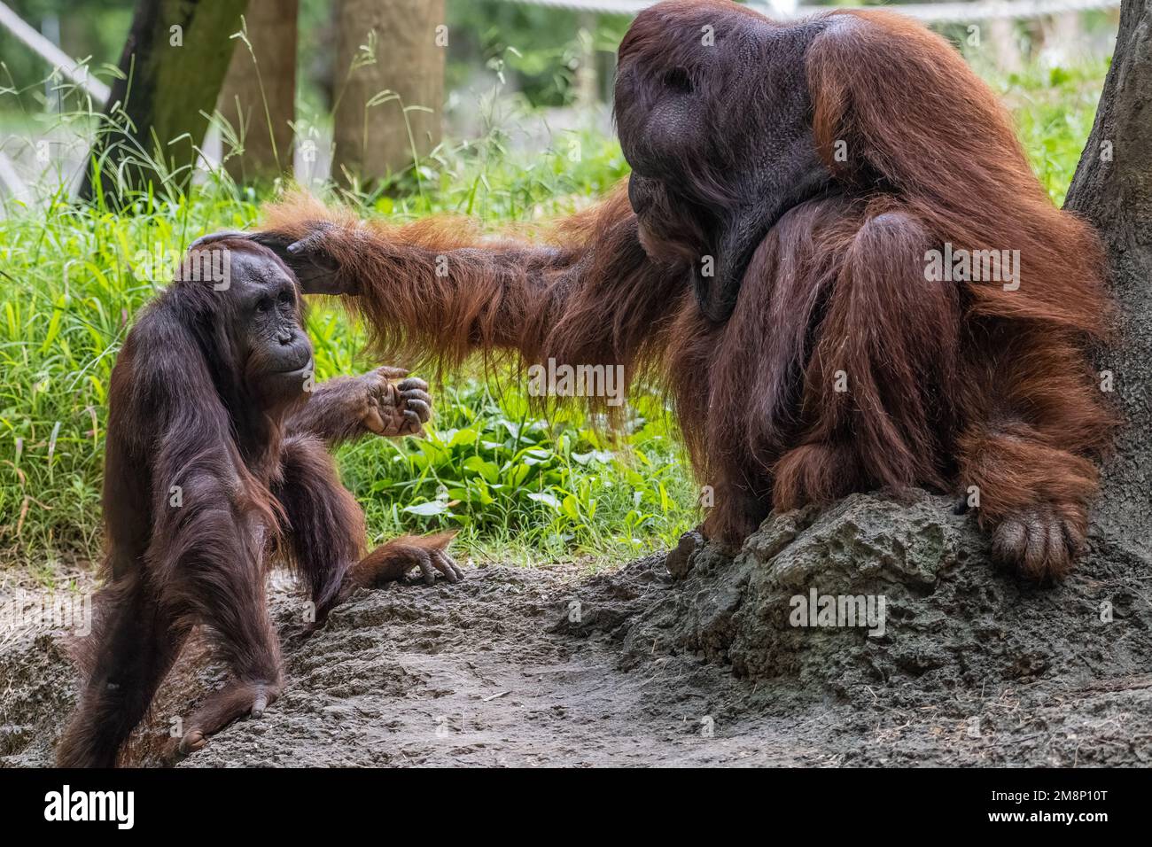 Orangutan parenting at Zoo Atlanta near downtown Atlanta, Georgia. (USA) Stock Photo