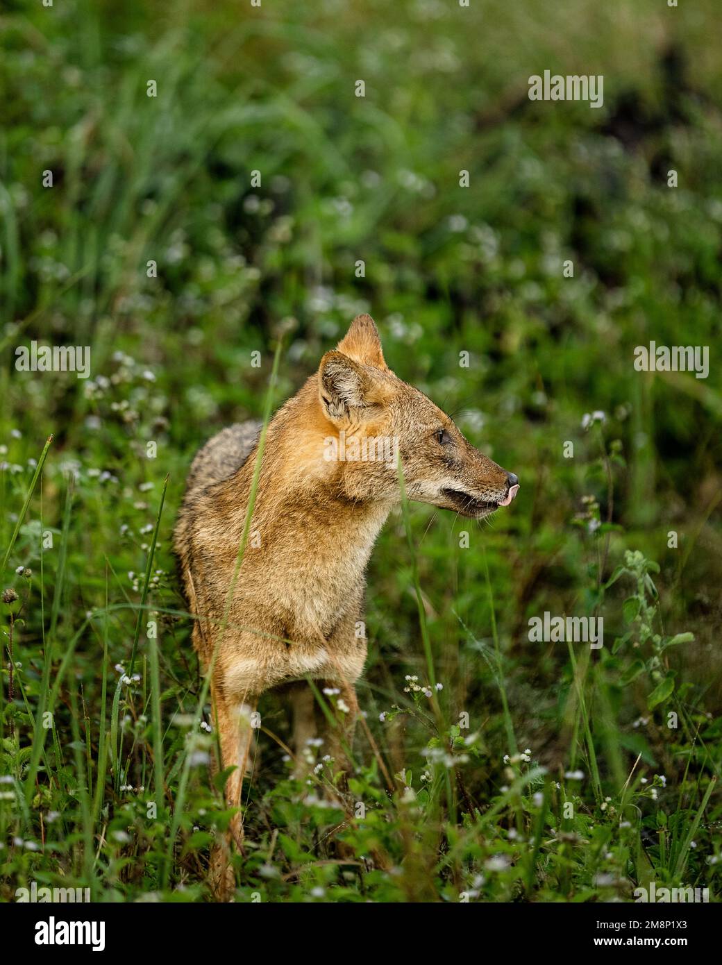 Jackal in forest with natural background hunting with prey Stock Photo