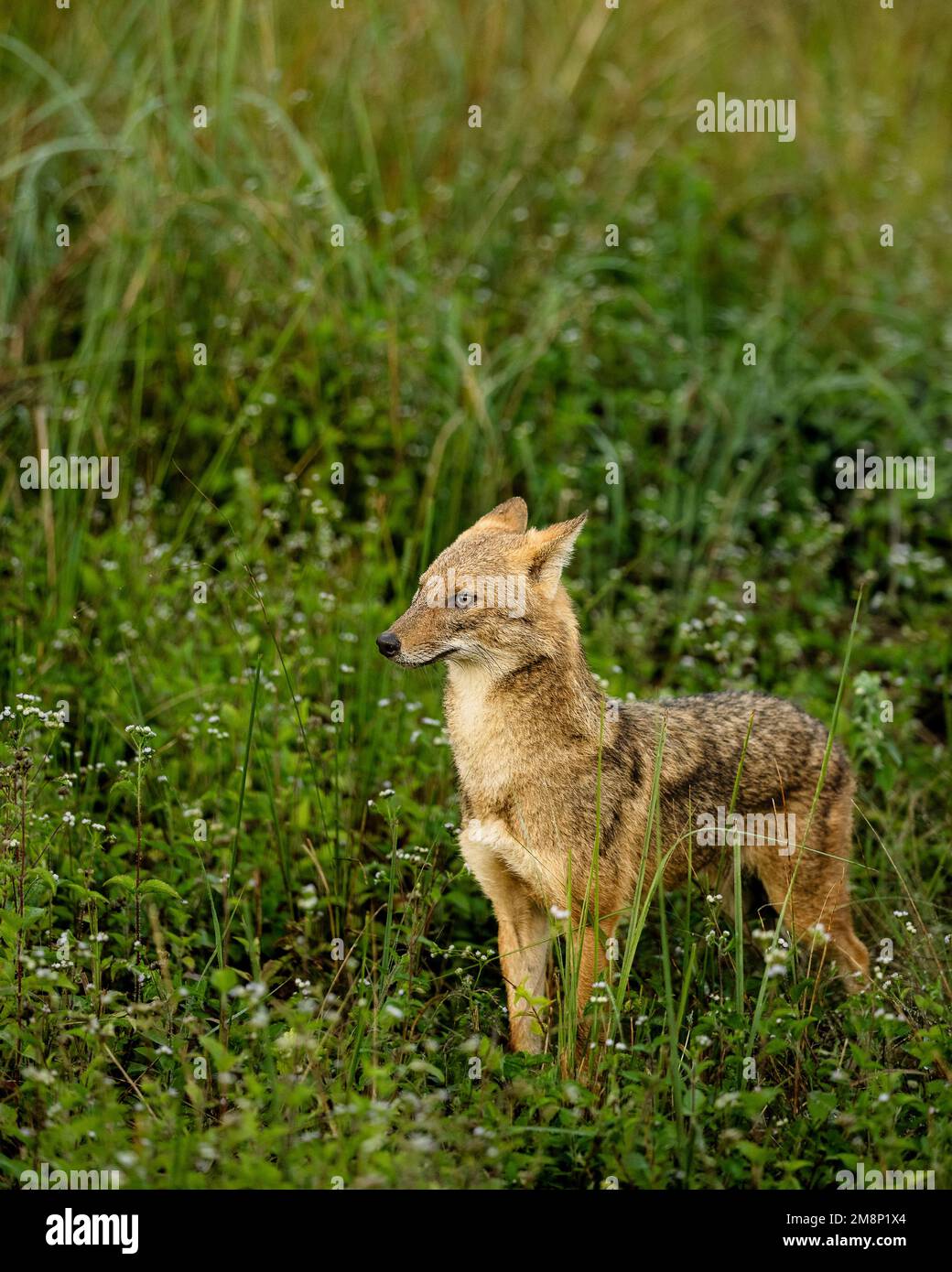 Jackal in forest with natural background hunting with prey Stock Photo