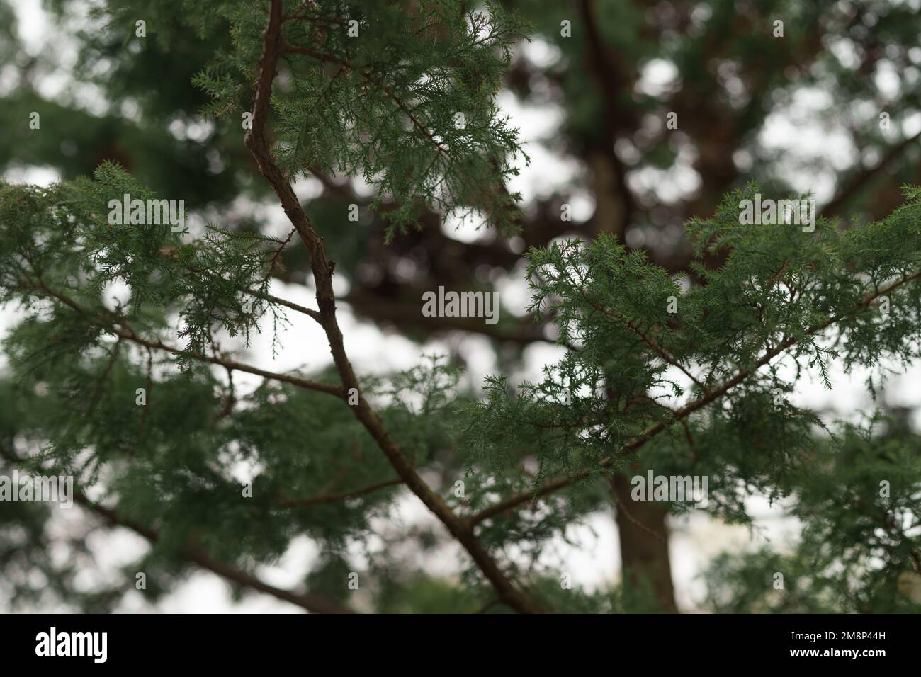 Closeup photo of japanese cedar tree, shallow focus Stock Photo