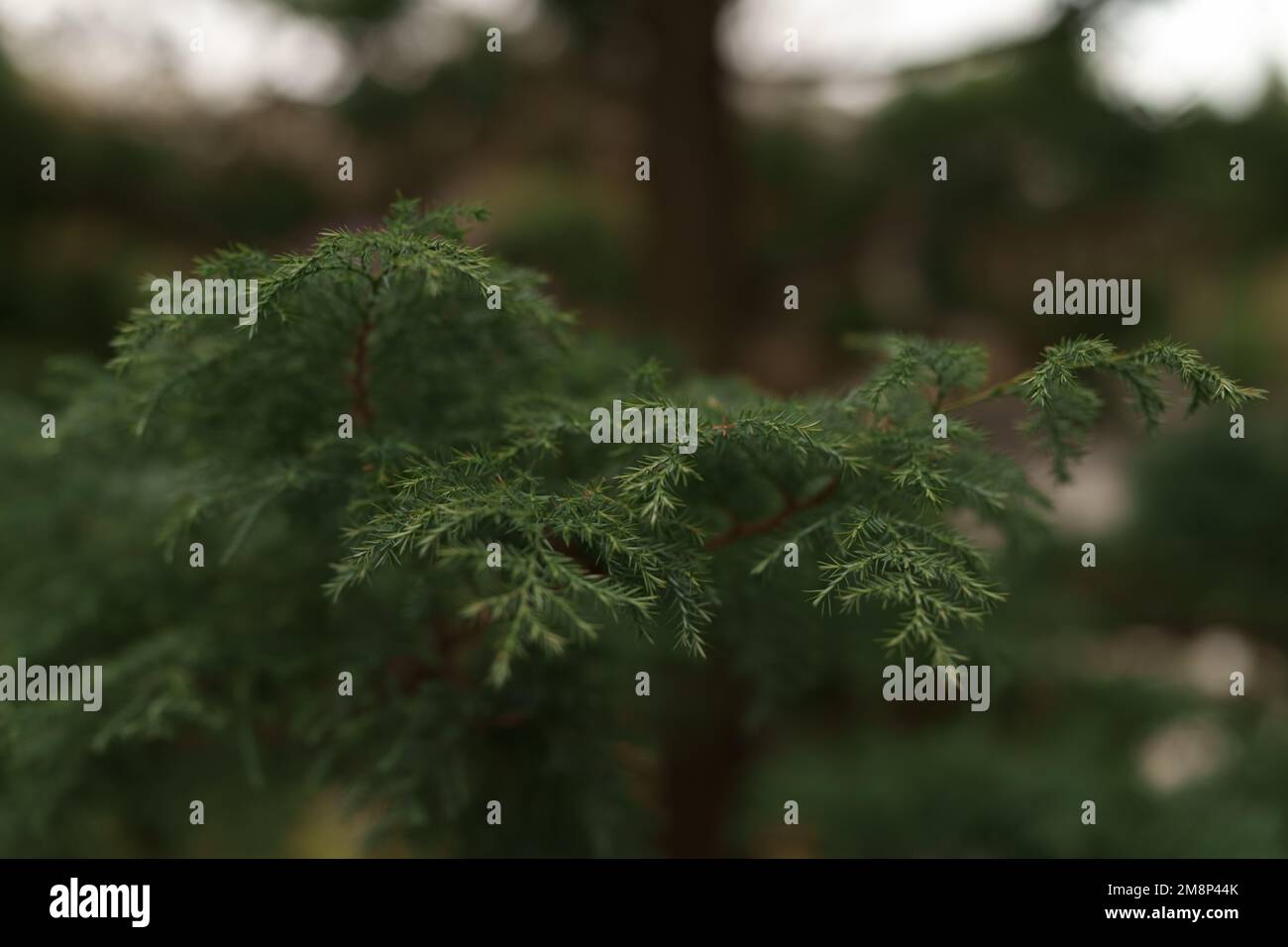 Closeup photo of japanese cedar tree, shallow focus Stock Photo