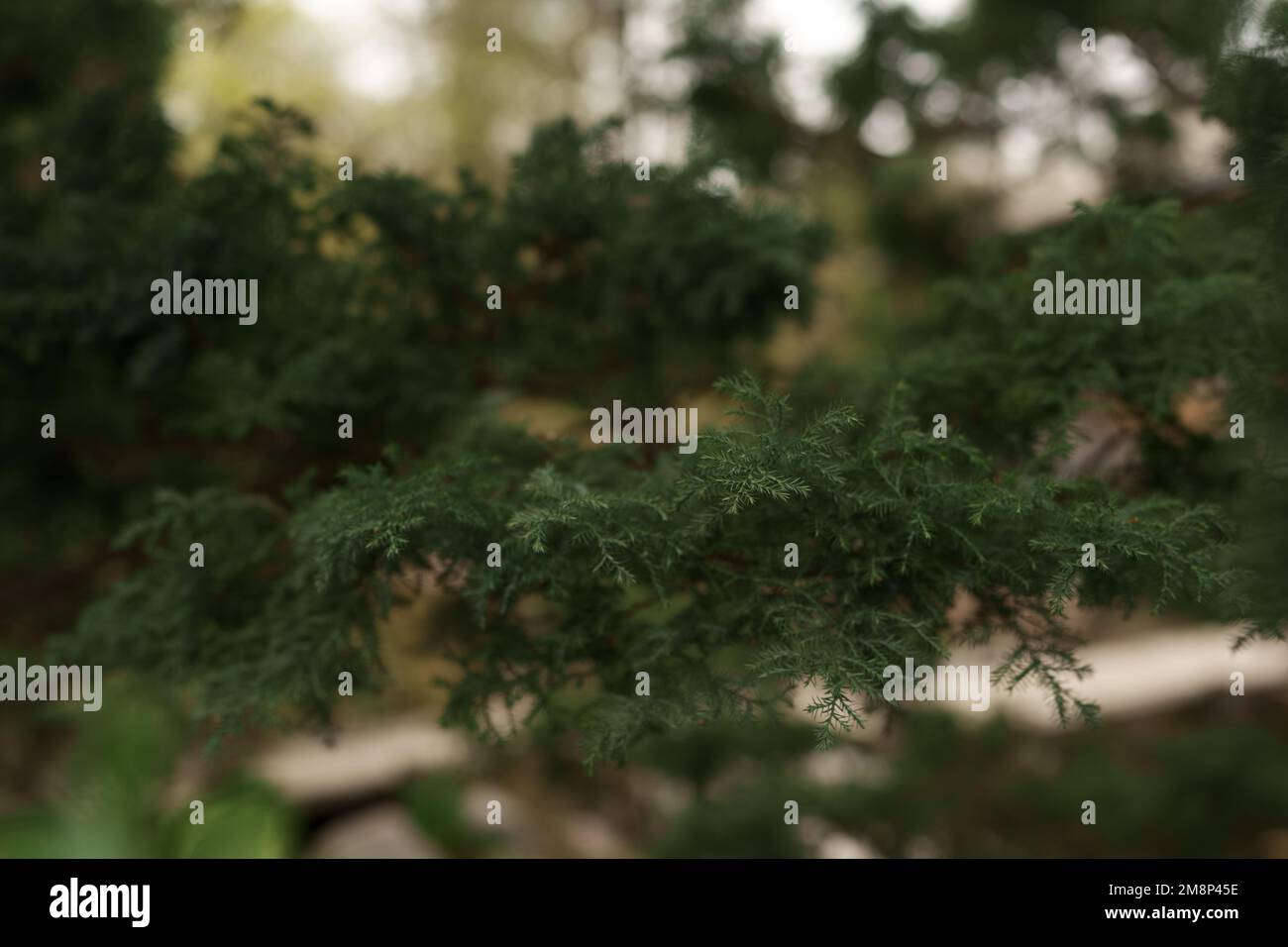 Closeup photo of japanese cedar tree, shallow focus Stock Photo