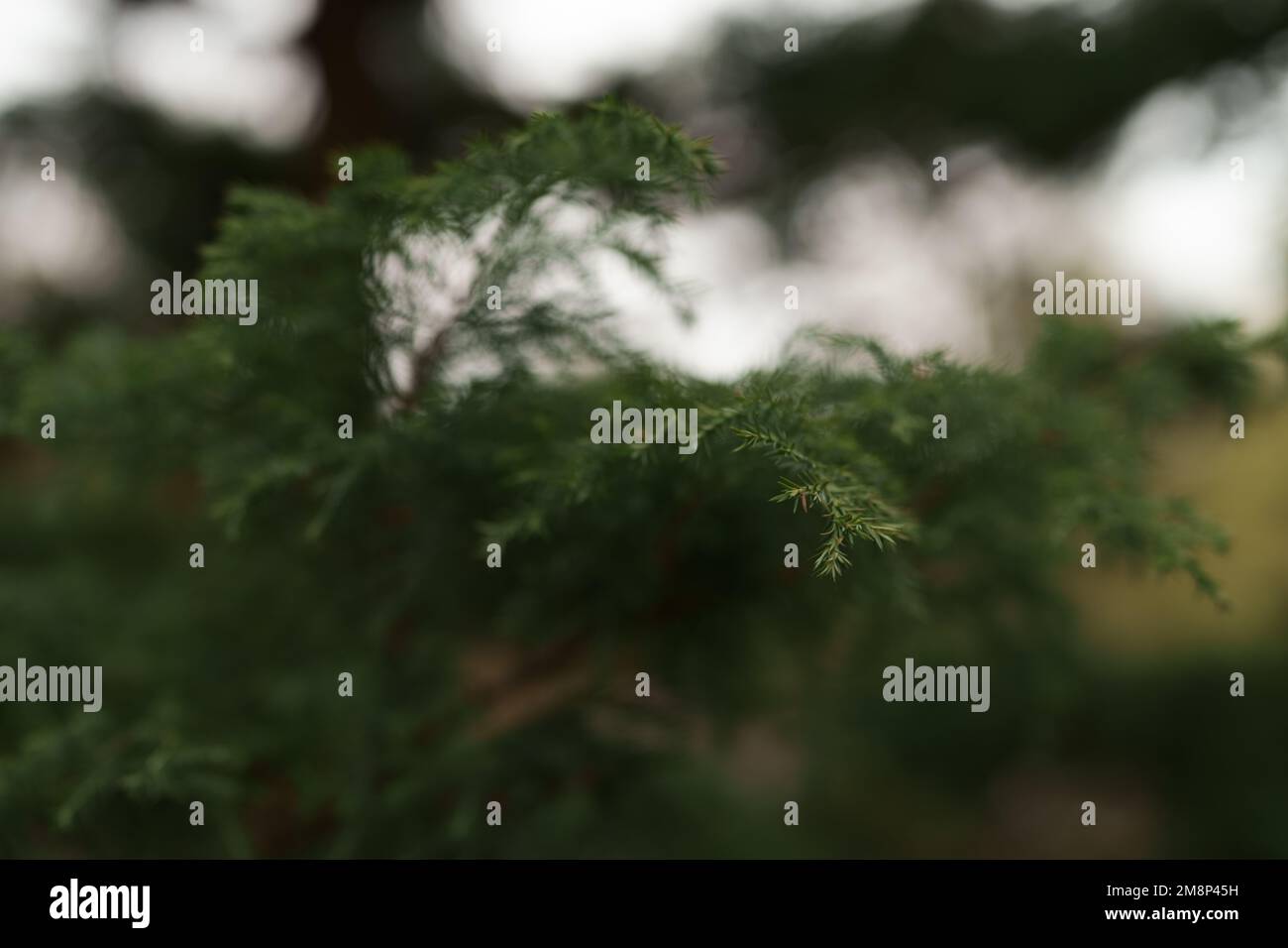 Closeup photo of japanese cedar tree, shallow focus Stock Photo