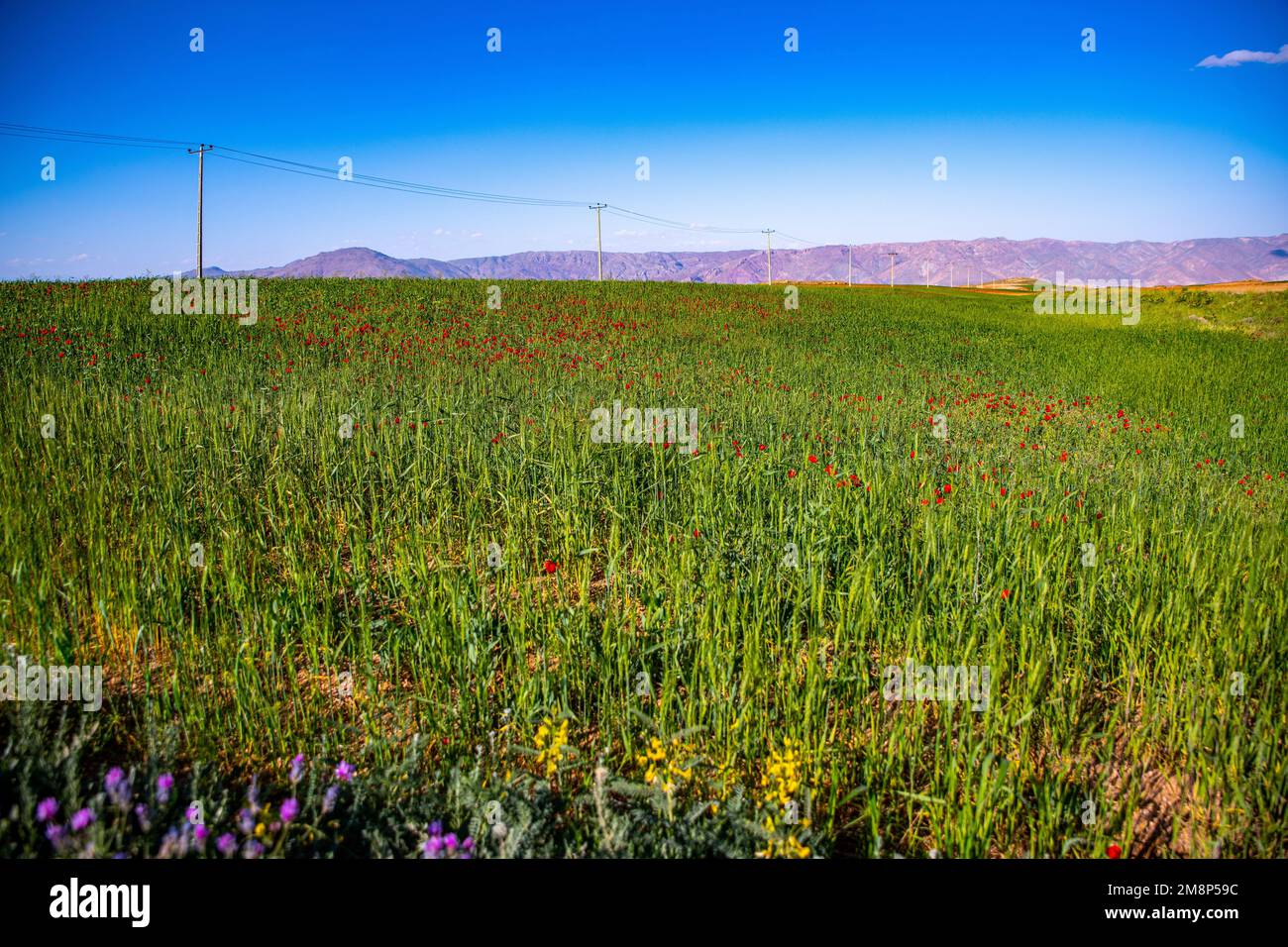 A scenic view of green poppy flowers field on a sunny day Stock Photo