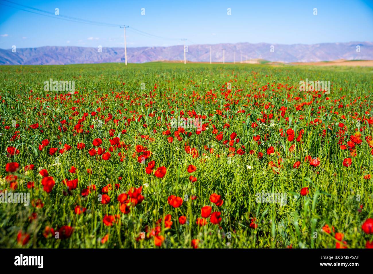 A Scenic view of green poppy flowers field on a sunny day Stock Photo