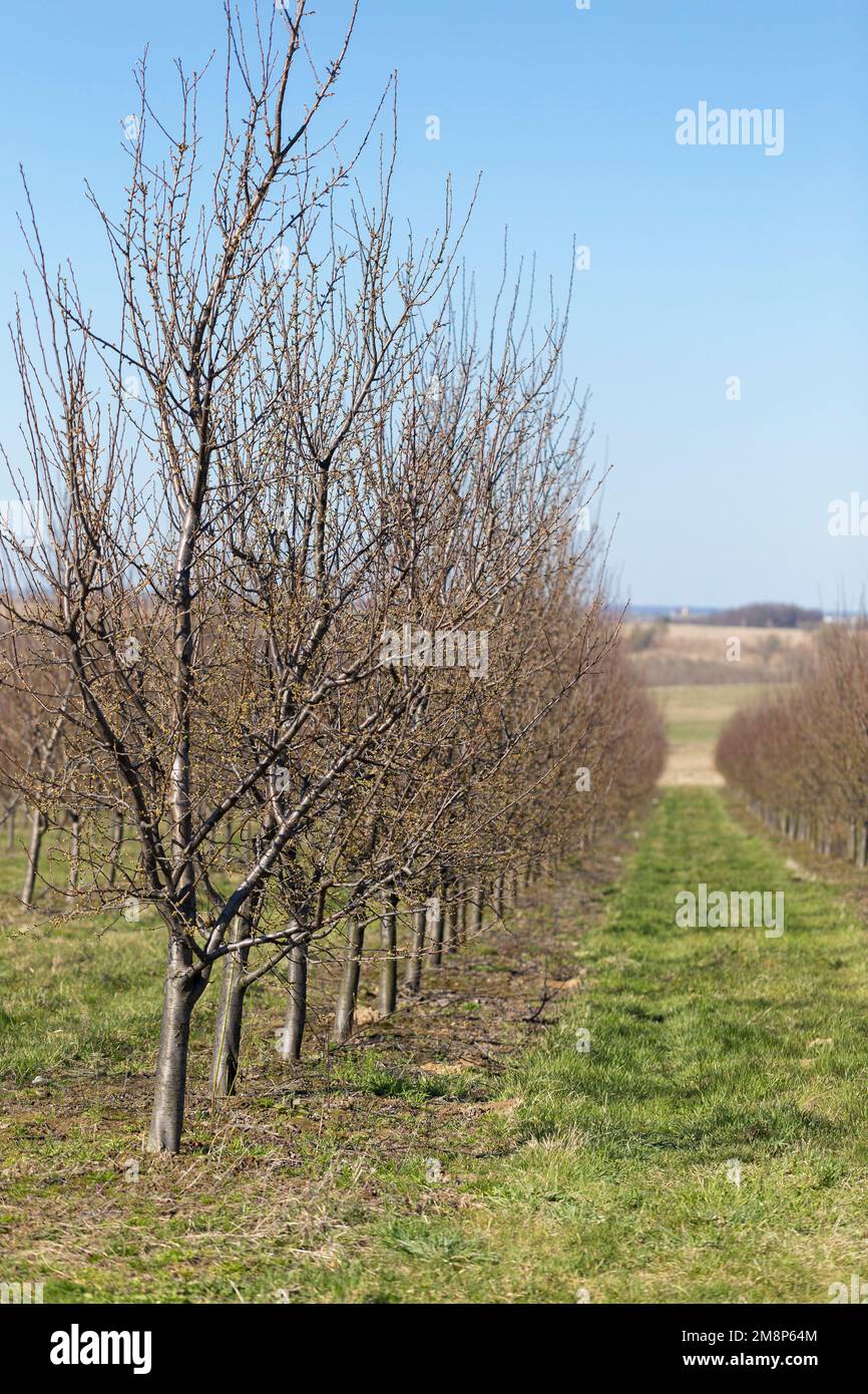 Plum garden in early spring before flowering. Rows of plum trees in a