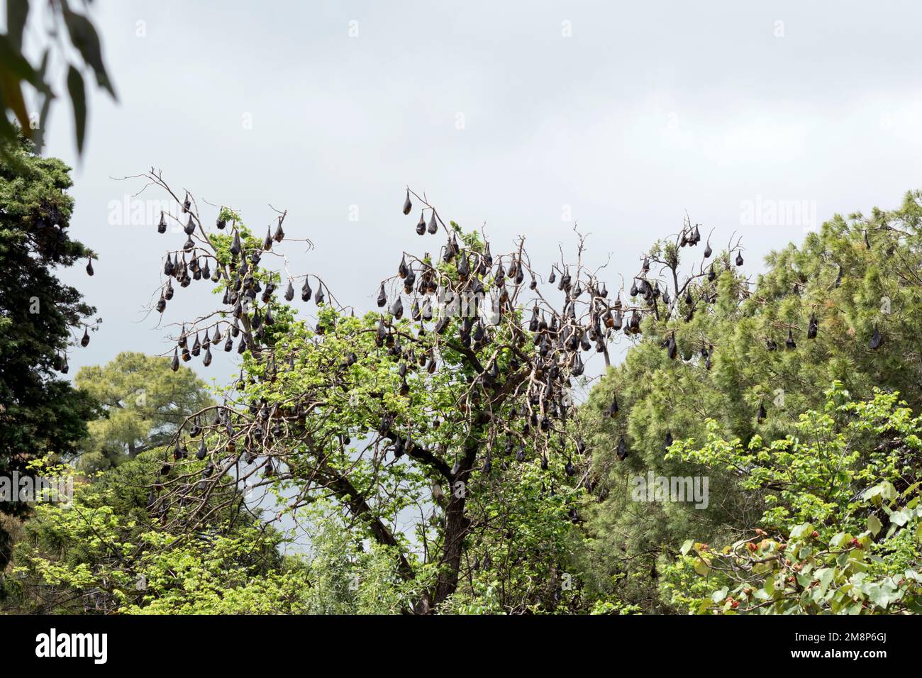 fruit bats have black wings and red furry heads and hang upside down from trees Stock Photo