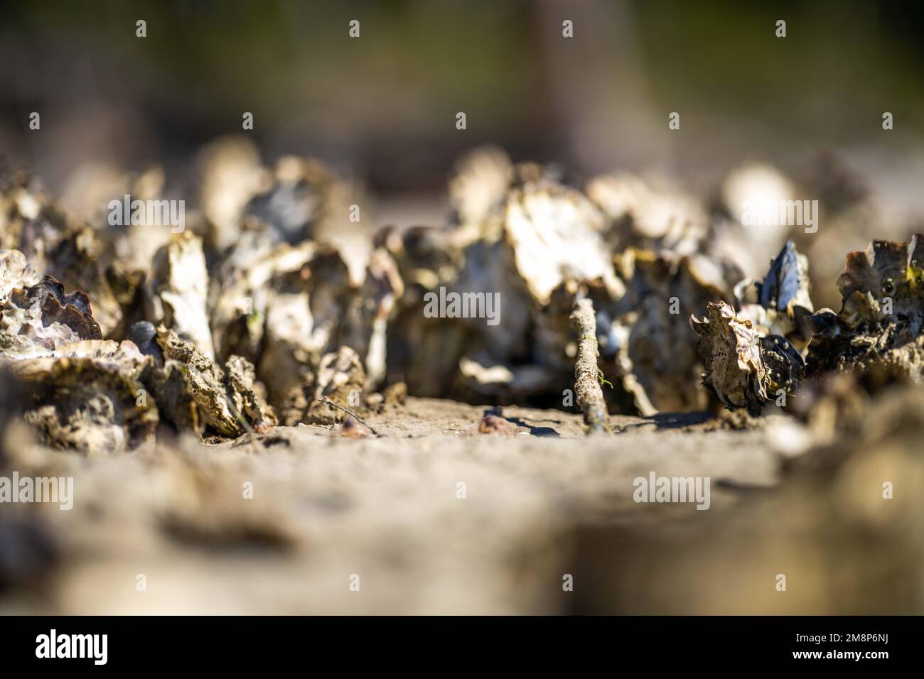 oysters on the beach. growing oyster on a sand beach in tasmania australia in summer Stock Photo