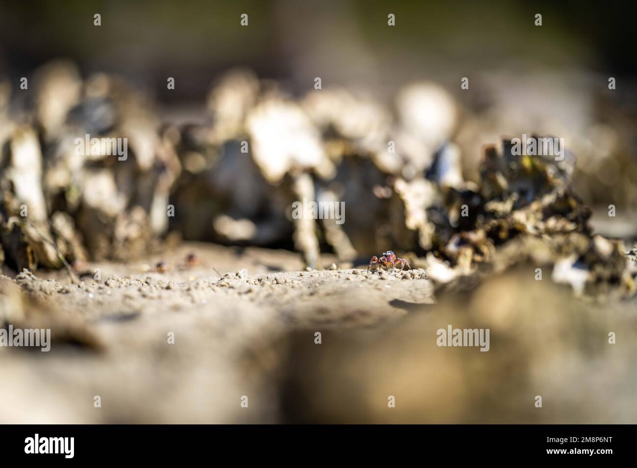 oysters on the beach. growing oyster on a sand beach in tasmania australia in summer Stock Photo