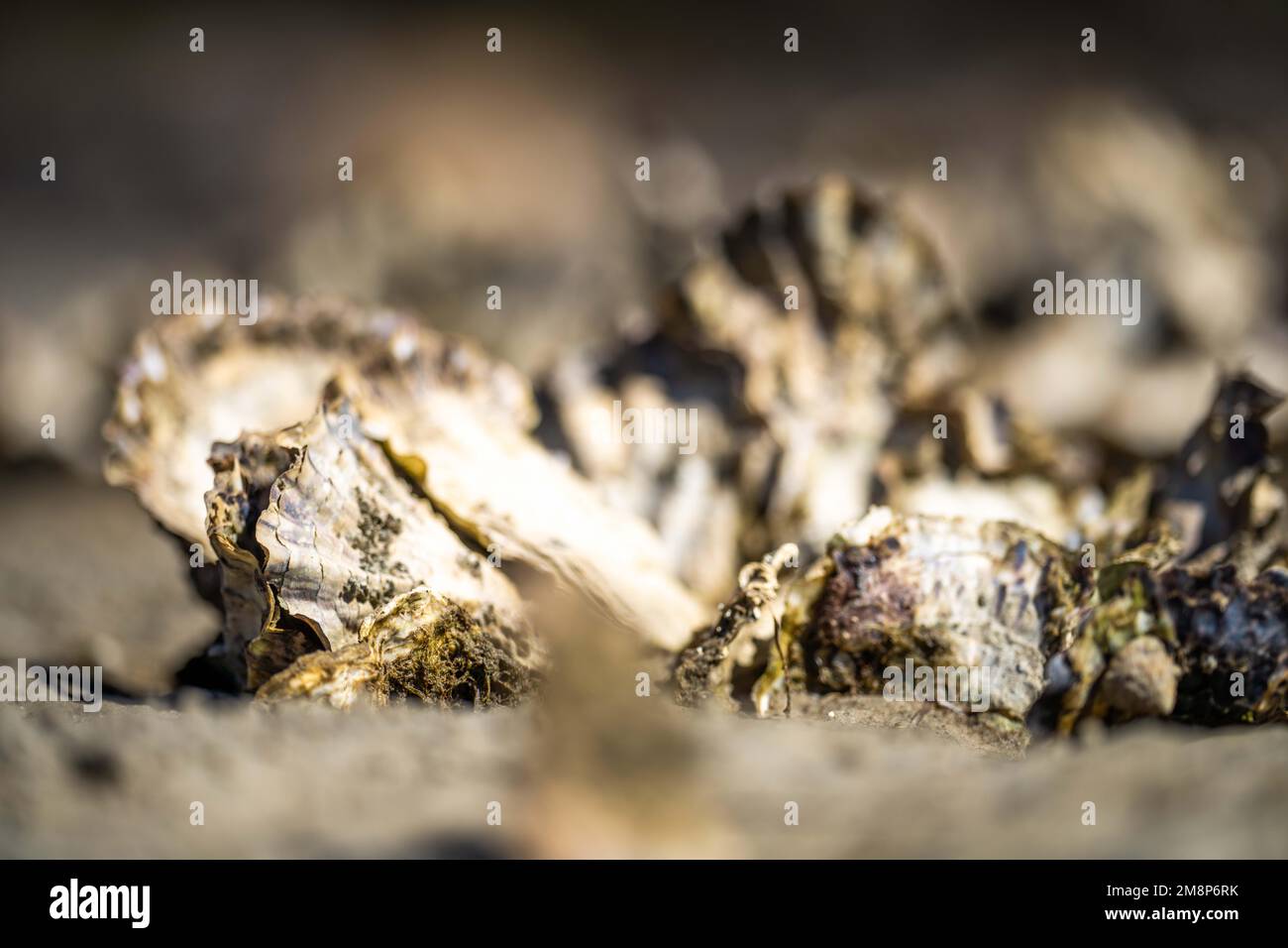 oysters on the beach. growing oyster on a sand beach in tasmania australia in summer Stock Photo