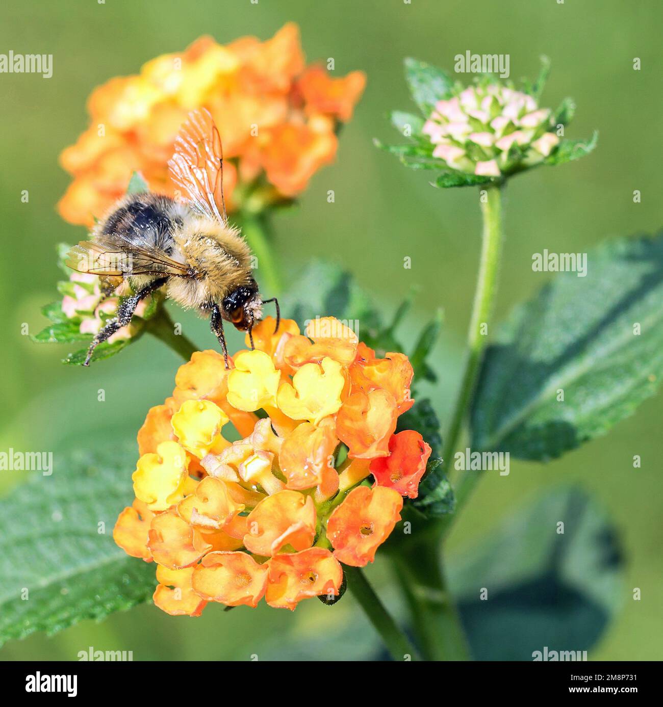 Wandelröschen mit Biene Stock Photo
