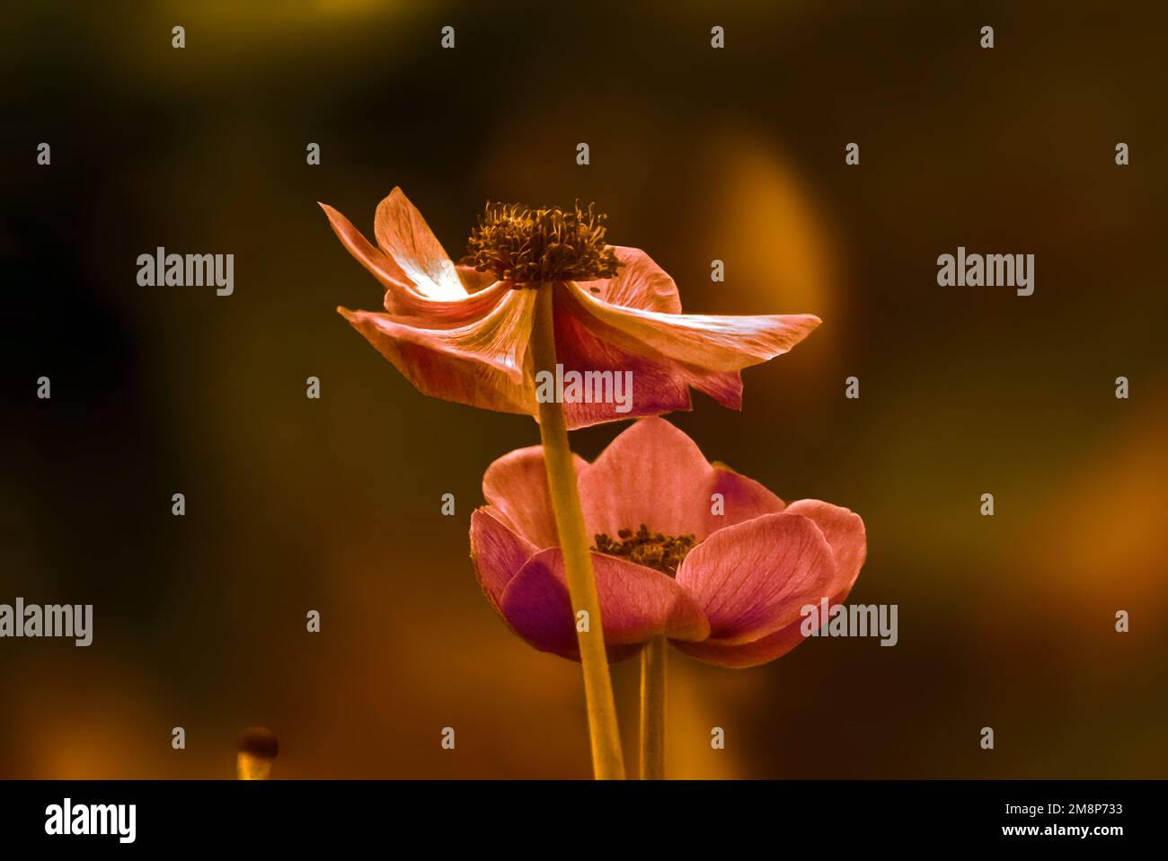 Schöne Blüten, Christrose Stock Photo
