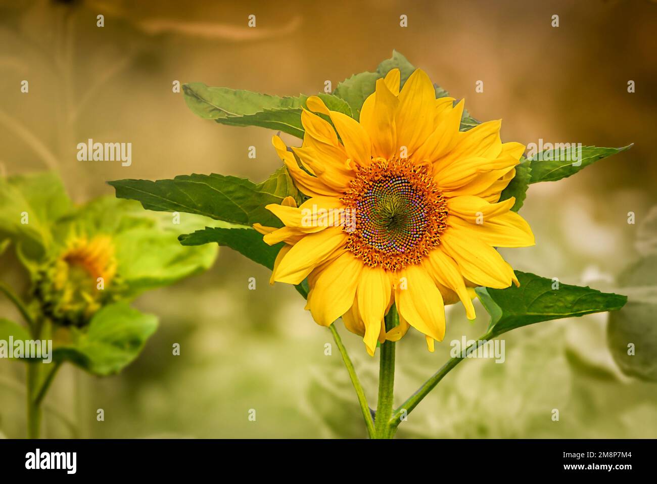 Verschwommener hinterbrund hires stock photography and images Alamy