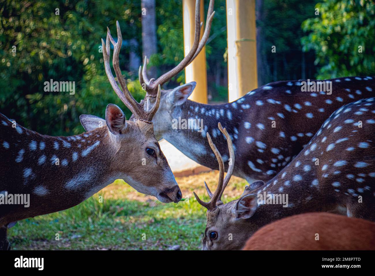 Closeup of a young Spotted Deer or Axis Deer in a safari park in