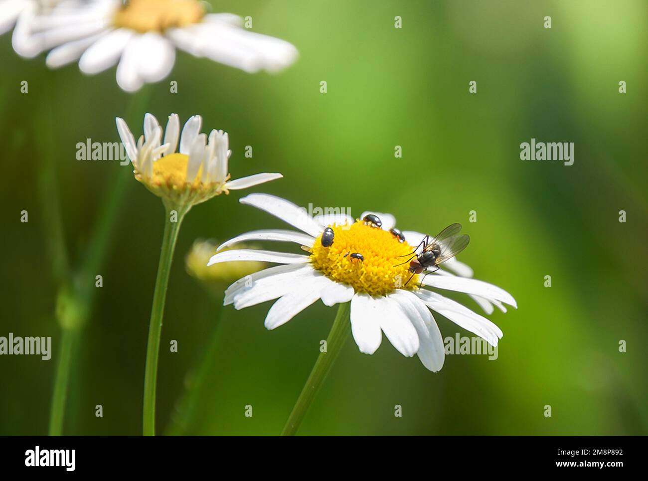 Schöne Blüten mit Insekten Stock Photo