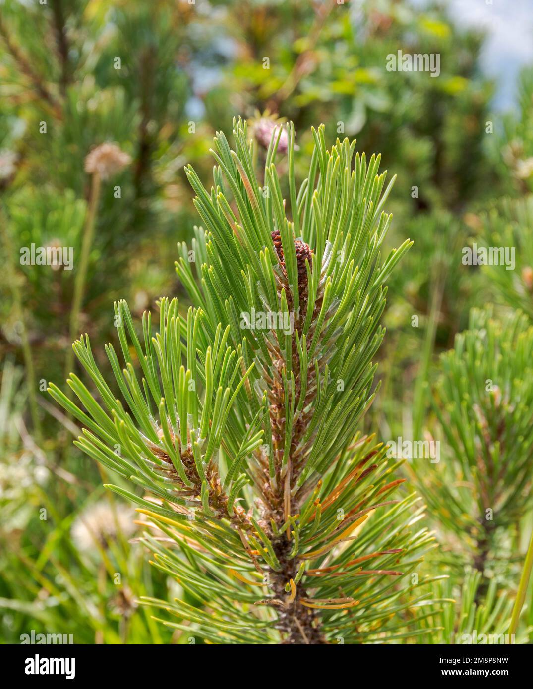 Detail of leaves and branches of Dwarf Mountain pine, Pinus mugo. Photo taken in Bavarian Alps, Berchtesgadener Land district of Bavaria in Germany. Stock Photo