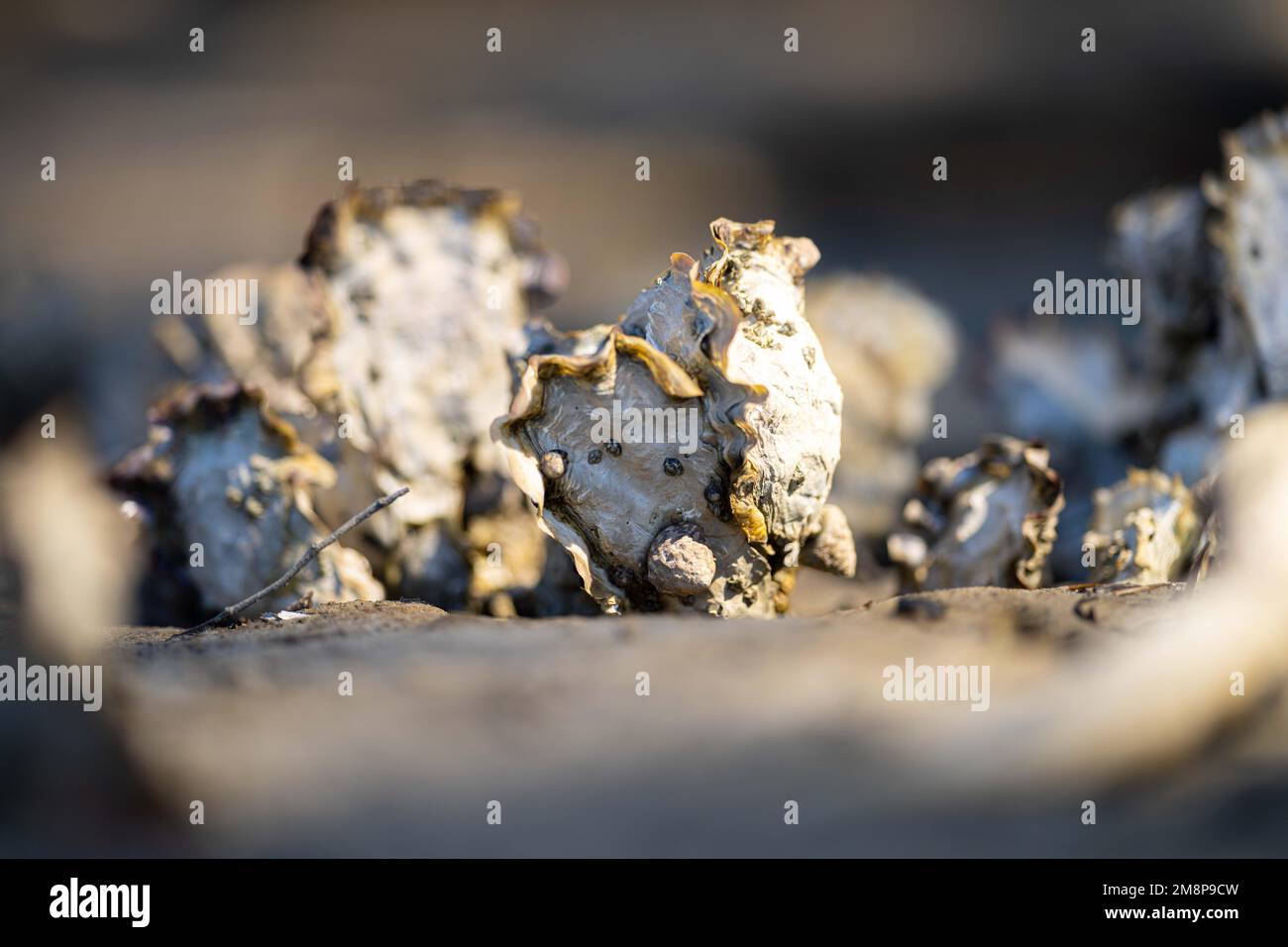 oysters on the beach. growing oyster on a sand beach in tasmania australia in summer Stock Photo