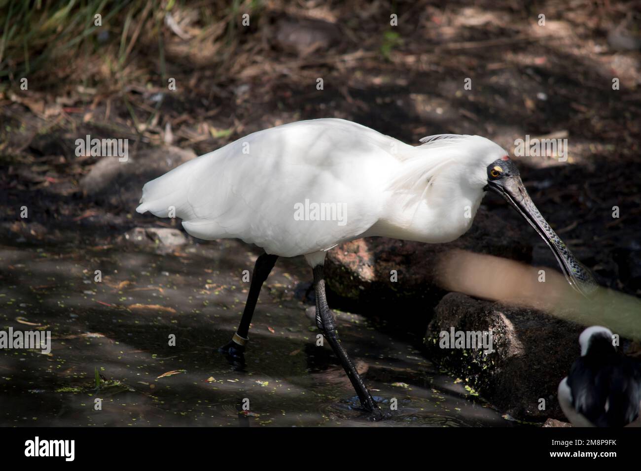 the royal spoonbill is a tall waterbird standing in a lake Stock Photo ...