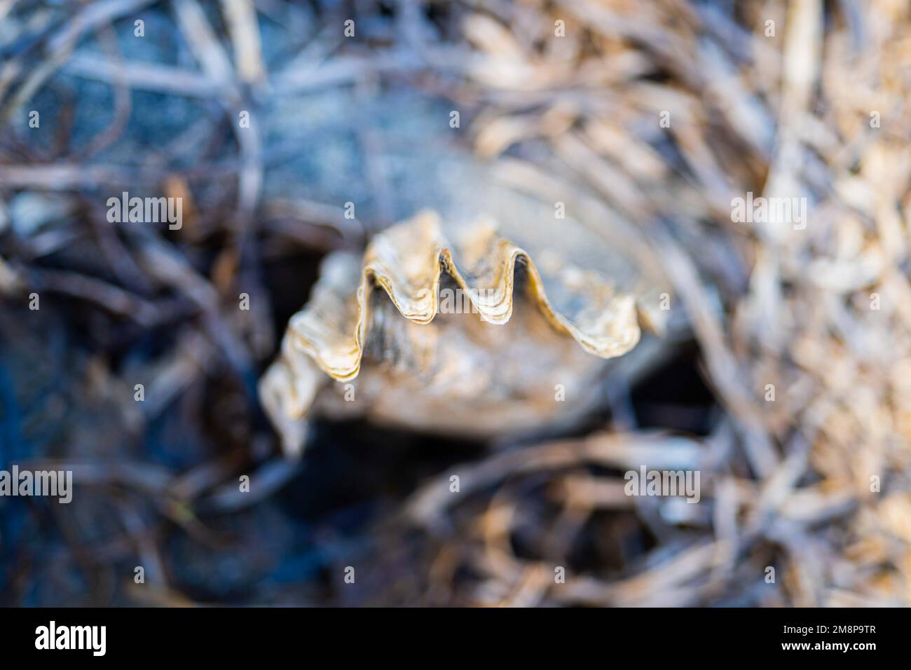 oysters on the beach. growing oyster on a sand beach in tasmania australia in summer Stock Photo